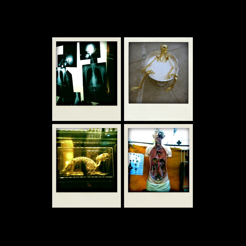 <br>‟cabinet de curiosité‟<br>